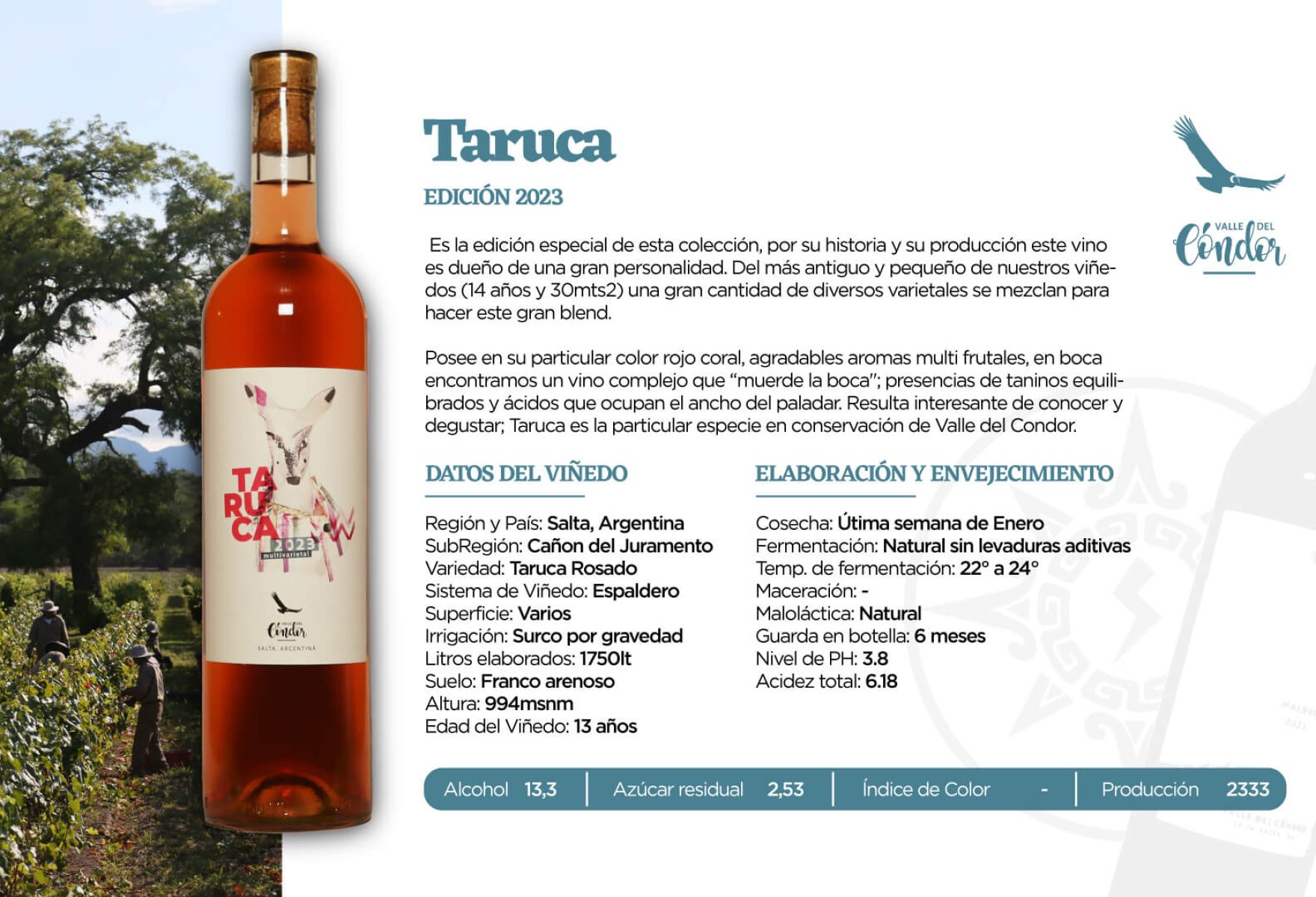 Taruca Taruca